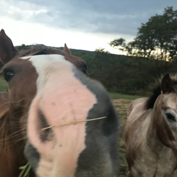 Meet your Posher, Morgan - Picture 9 of 11